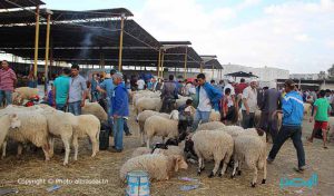 Tunisie – Aid Al-Idha : Un million 500 mille têtes de moutons de sacrifice sont mis à la disposition des consommateurs