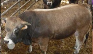 Tuberculose bovine: Les habitants du sud appelés à ne pas égorger les taureaux et les veaux