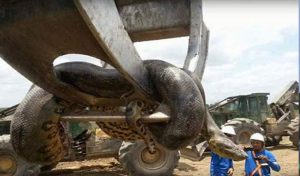 Un anaconda de 10 mètres de long découvert au Brésil (VIDÉO)