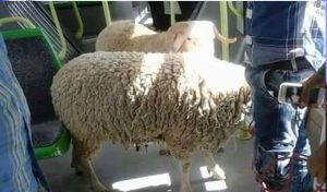 Avez-vous déjà vu des moutons prendre le métro ? En Tunisie oui !