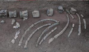Un squelette de baleine de 11 millions d’années découvert en Allemagne