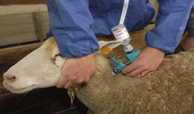 Fièvre aphteuse : Le ministère de l’agriculture confirme l’utilisation par ses services de 11 doses de vaccin périmé