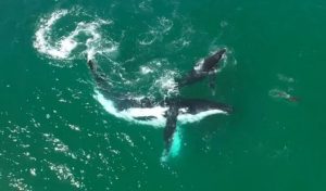 Rencontre exceptionnelle entre deux baleines et un dauphin (VIDEO)
