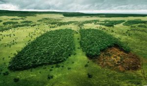 WWF : “La COP22 doit réaffirmer les engagements et concrétiser les changements”