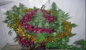 Royaume-Uni: Sapin ou “cannabis” de Noël?