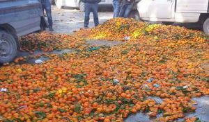 Excédent dans la production agrumicole: Les autorités agricoles doivent savoir gérer l’abondance