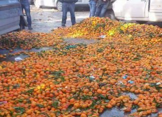 Excédent dans la production agrumicole: Les autorités agricoles doivent savoir gérer l’abondance