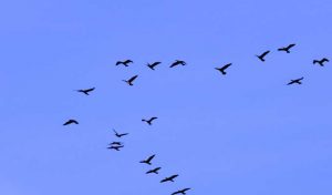 Tunisie: Des cas de grippe aviaire diagnostiqués chez des oiseaux migrateurs au lac Ichkel