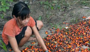 L’exploitation des enfants  dans la production de l’huile de palme