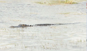 Ils croisent un alligator de 4,5 mètres dans une réserve