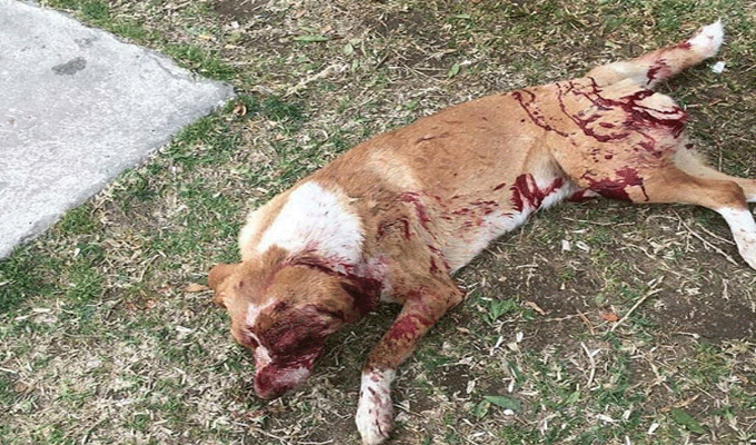 Police municipale : 13 commerces fermés et 36 chiens errants tués