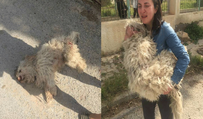 Nabeul : La police municipale tue un chien devant le domicile de sa propriétaire, photo