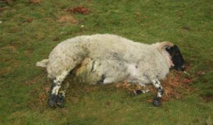 Bizerte: Des cas de décès de moutons infectés par la bactérie “Colibacille”