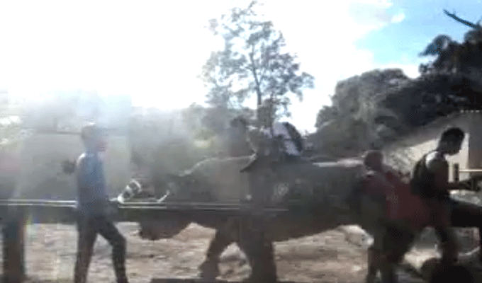 Parc du Belvédère : Des enfants se promènent sur le dos d’un rhinocéros, vidéo
