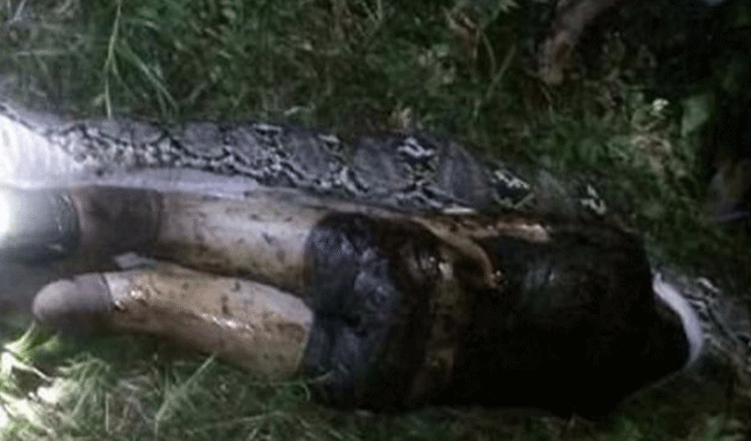 Indonésie: un homme disparu retrouvé mort dans le ventre d’un python, photos