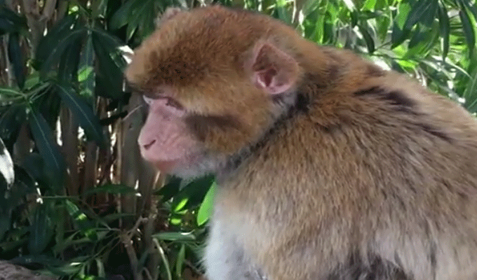 Tunisie : Le singe de la Cité Mahrajène remis au zoo du Belvédère