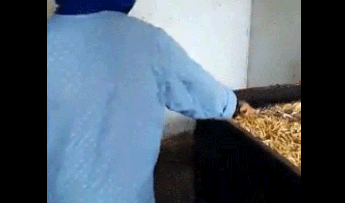 Sfax : la police municipale filme la méthode de préparation du kaki tunisien, une catastrophe sanitaire