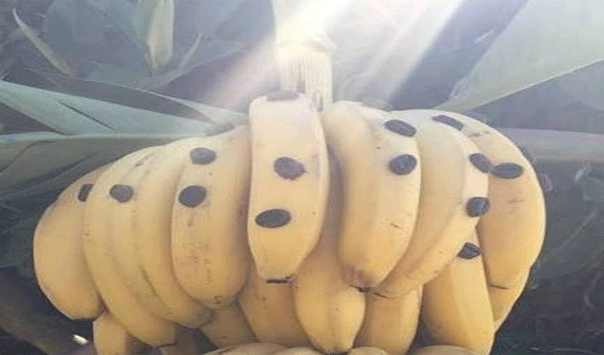 Mohamed Ali, le créateur du Banafé est l’invité de Naoufel Ouertani