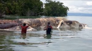Une créature marine mystérieuse échouée sur une plage d’Indonésie (Vidéos)