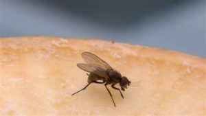 Il n’y a pas actuellement de moustique tigre en Tunisie