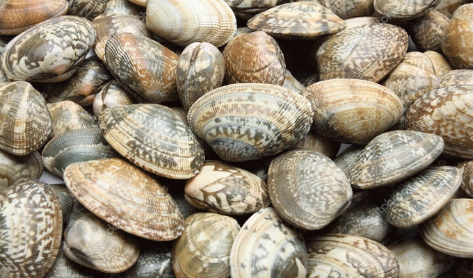 Tunisie: Le ministère de l’Agriculture met en garde contre la consommation des palourdes vivantes