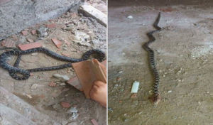 Raoued : Un citoyen découvre un serpent caché sous une brique, photos