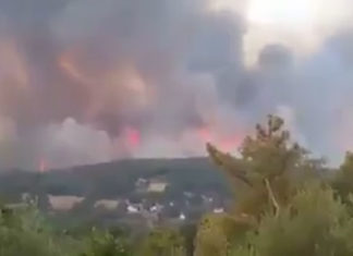 Séjnane: Commission régionale pour évaluer les dégâts des feux de forêt