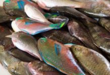 Hausse des prix du poisson : l’Utap accuse les intermédiaires de spéculation