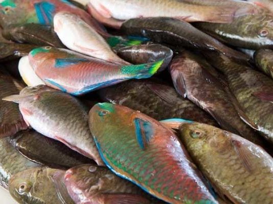 Hausse des prix du poisson : l’Utap accuse les intermédiaires de spéculation