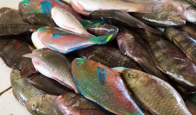 Le Festival du poisson à La Goulette aura lieu avec un programme restreint