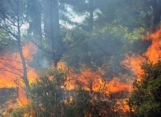 Jendouba: 955 hectares de forêts ravagés par les incendies