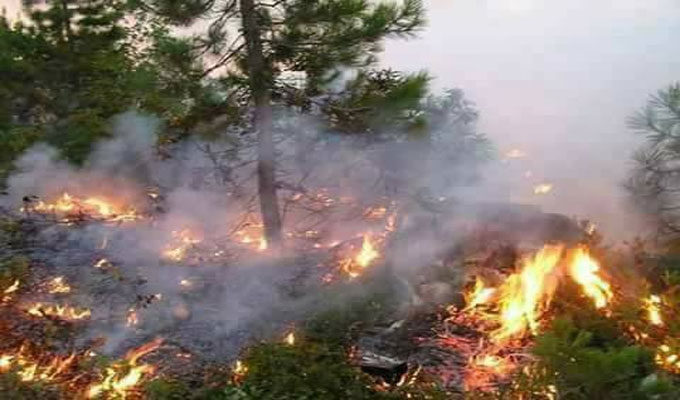 Kairouan : l’incendie du mont “Barouksh” dévore plus de la moitié d’hectare de végétation !