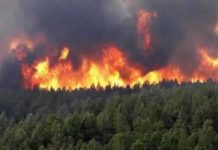 Jendouba : près de 8 hectares de forêts ravagés par trois incendies