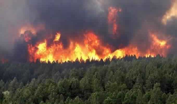 Ariana : Environ 16 ha de forêt ravagés par les flammes à Djebel Ennahli