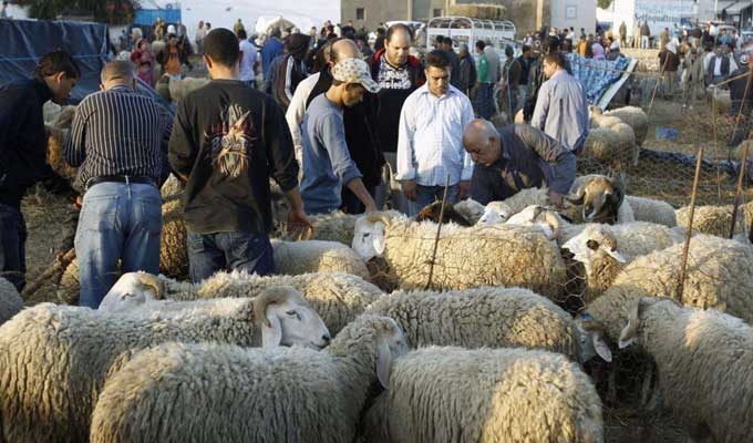 Kasserine : Manque d’adhésion des éleveurs à la création de point de vente de moutons aménagé