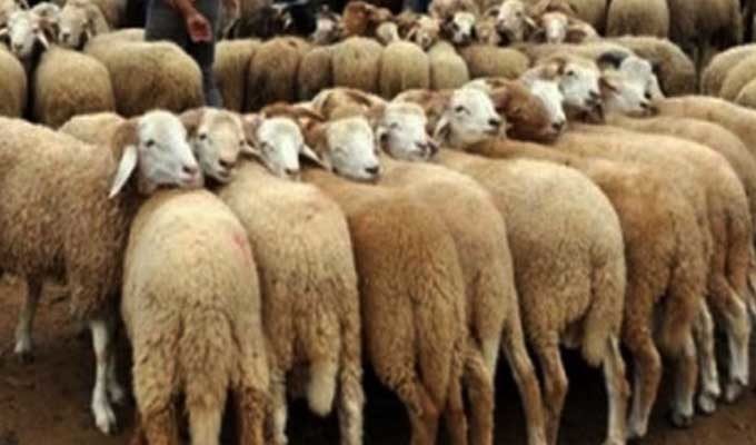 Manouba : Ouverture d’un point de vente des moutons du sacrifice au Kilo à Essaida
