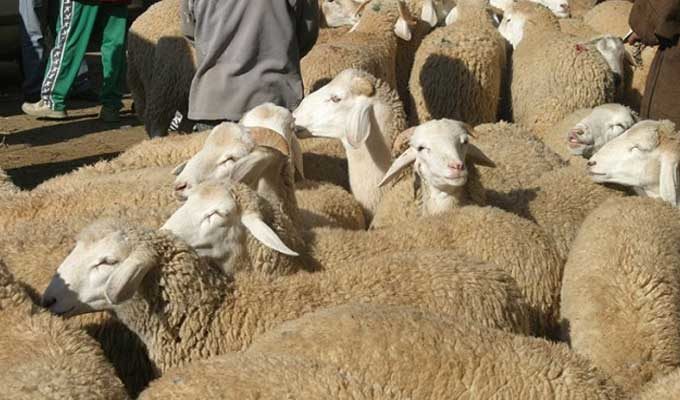 Kébili-Aid Al Idha: Baisse de 40% des moutons de sacrifice dans la région