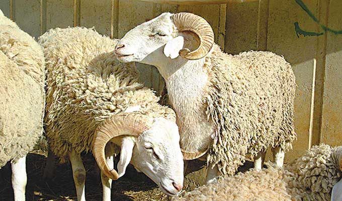 Kef : Les prix des moutons de sacrifice atteigneront les 1700 dinars