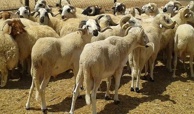 Tunisie : Des cagoulés enchaînent un jeune berger pour voler son bétail