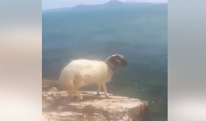 Avez-vous déjà vu un mouton qui nage en mer ?