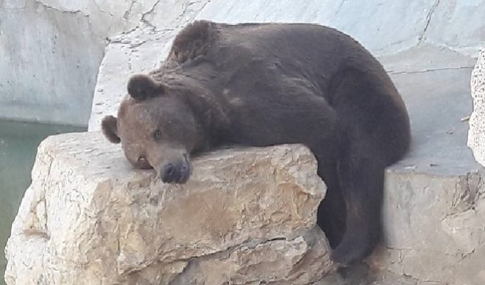 Maltraitance de l’ours du Belvédère : Un responsable répond aux accusations