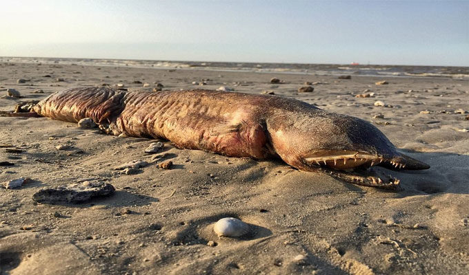Ouragan Harvey : Une créature, sans yeux, échouée sur une plage