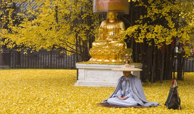 Chine : Ginkgo ou l’arbre des feuilles d’or, photos