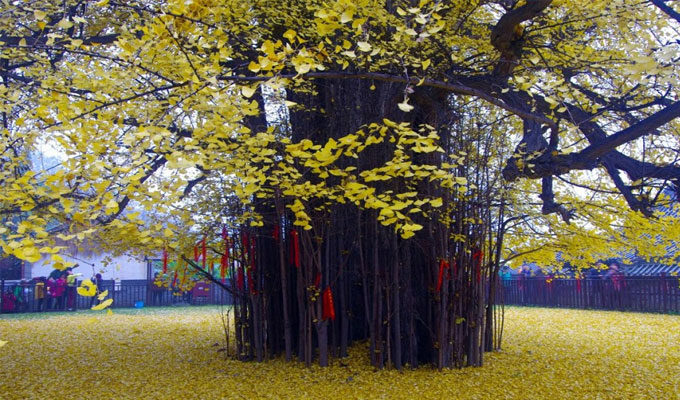 Tunisie : Plusieurs arrestations dans l’affaire des arbres coupés sans autorisation