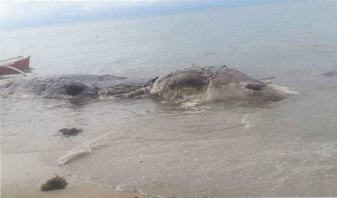 Philippines : Découverte d’une créature marine géante échouée sur une plage , photos