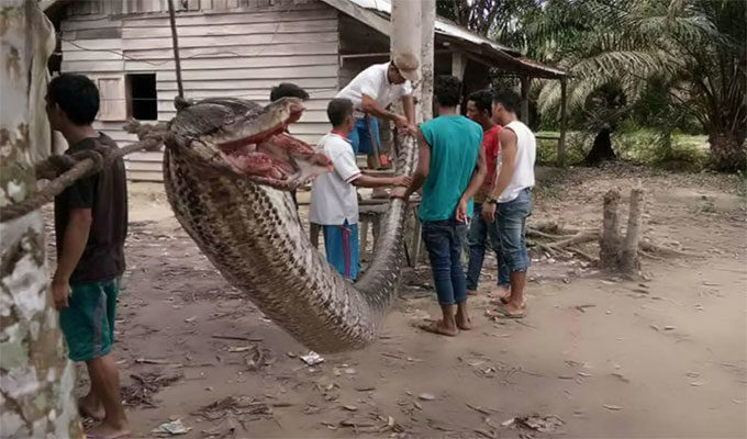 Indonésie : Des villageois attrapent un python de 7.8 mètres