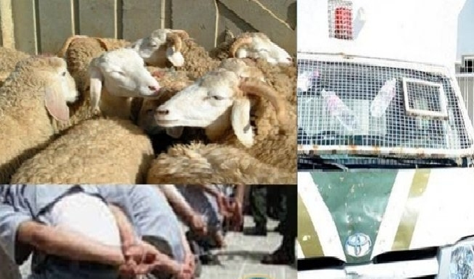 Tunisie – Vol de bétail: 555 cas enregistrés jusqu’à septembre 2017