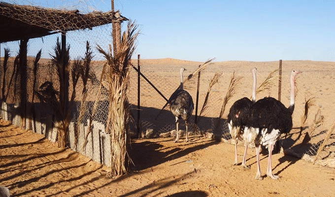 Tunisie: Fermeture du Parc national de Sidi Toui de Ben Guerdane