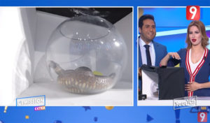 Mariem Dabbegh hystérique en voyant un serpent vivant dans un bocal