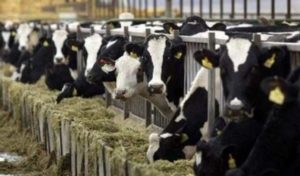 Tunisie : Appel aux agriculteurs et citoyens suite au décès de sept vaches